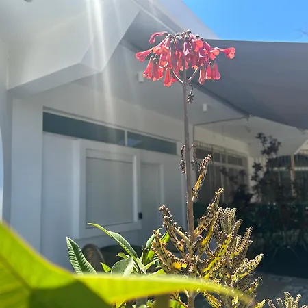 Flowers Lullaby Loft Afantou