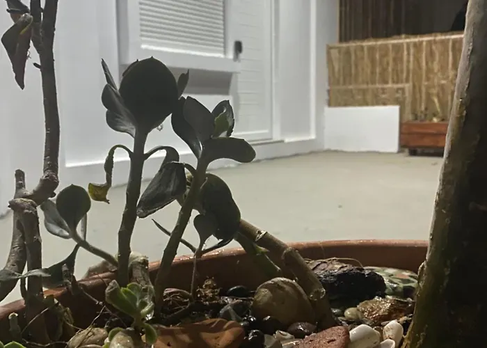 Dom wakacyjny Flowers Lullaby Loft Afandu